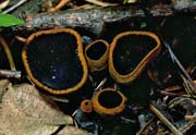 Plectania melastoma